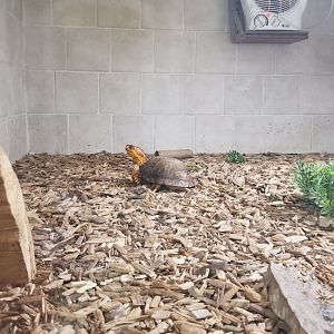 USVP - Eastern box turtle
