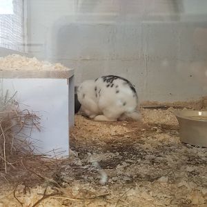 USVP - domestic rabbit