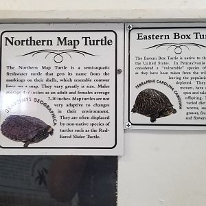 USVP - eastern box turtle, northern map turtle