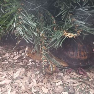 USVP - eastern box turtle, northern map turtle