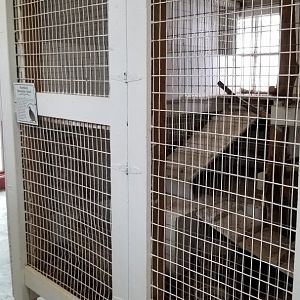 USVP - Male northern bobwhite quail