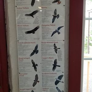 USVP - Local birds of prey poster