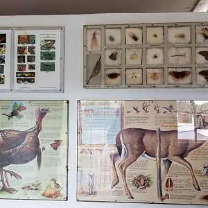 USVP - Posters, local species of moth and butterfly