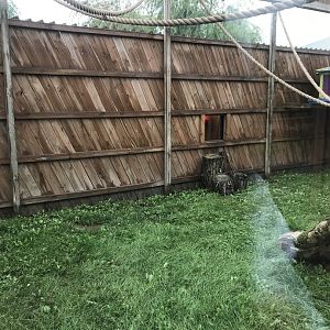 Black-Handed Spider Monkey Exhibit