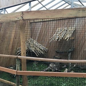 Luzon Bleeding-Heart Dove Exhibit