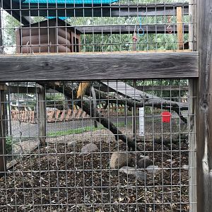 Wolf’s Guenon Exhibit