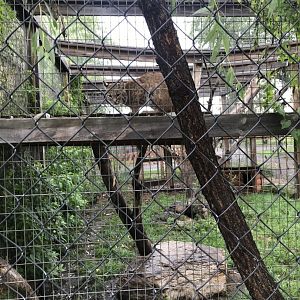 Bobcat Exhibit