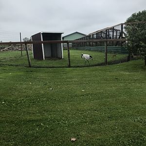 Red-Crowned Crane Exhibit #1