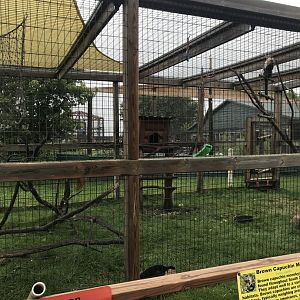 White-Faced Capuchin/Tufted Capuchin Exhibit