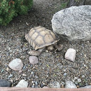 African Spurred Tortoise