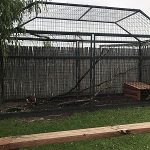Temmink’s Tragopan Exhibit