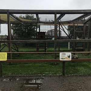 White-Faced Capuchin/Tufted Capuchin Exhibit