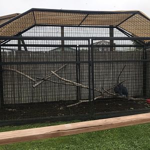 Victoria Crowned Pigeon Exhibit