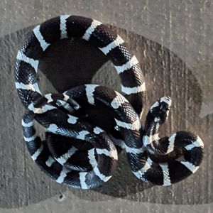 California kingsnake (Lampropeltis getula californiae)