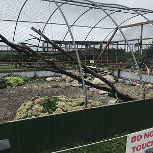 Red-Legged Seriema Exhibit