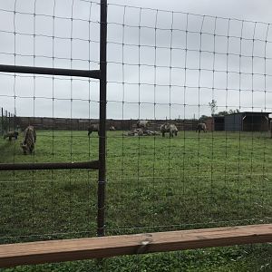 Sichuan Takin Exhibit