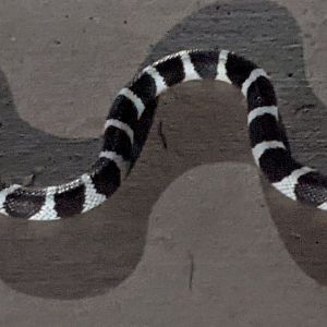 California kingsnake (Lampropeltis getula californiae)