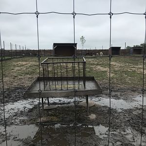 White-Lipped Deer/Dromedary Camel/Alpaca Exhibit