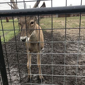 White-Lipped Deer