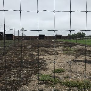 Plains Pronghorn Exhibit
