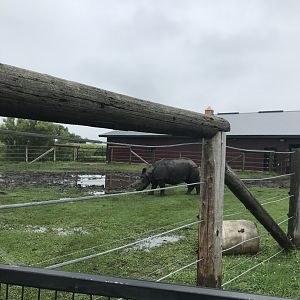 Indian Rhinoceros Exhibit