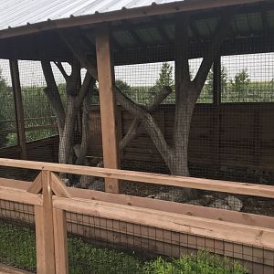 Great-Horned Owl Exhibit