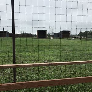 Dalls Sheep/Rocky Mountain Goat Exhibit