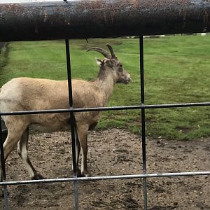 Rocky Mountain Bighorn Sheep