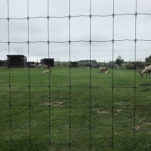 Rocky Mountain Bighorn Sheep Exhibit