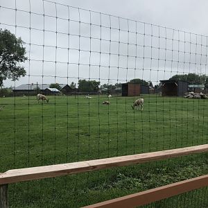 Rocky Mountain Bighorn Sheep Exhibit
