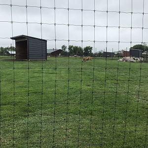 Transcaspian Urial Exhibit