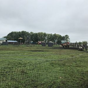 Bactrian Camel/Yak/Grant’s Zebra