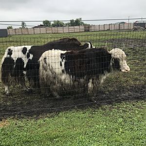 Domestic Yaks