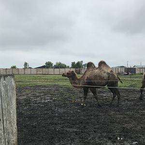 Bactrian Camel