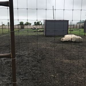 Domestic Reindeer Exhibit