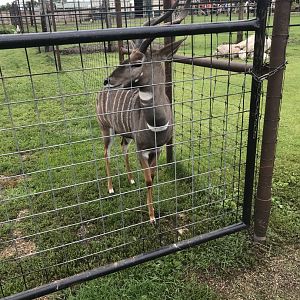 Lesser Kudu