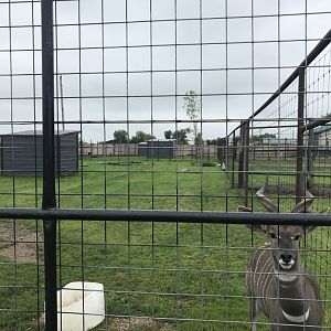 Lesser Kudu/Secretary Bird Exhibit