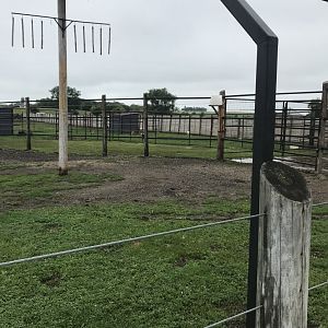 Generic Giraffe Exhibit