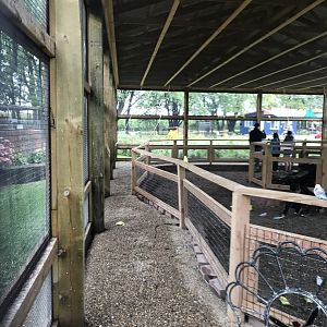 Budgerigar Walk-Through Aviary