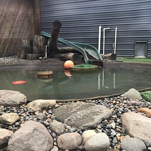 North American River Otter Exhibit
