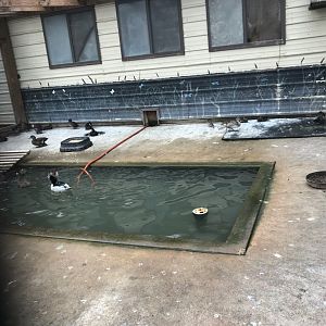 Smaller Waterfowl Exhibit