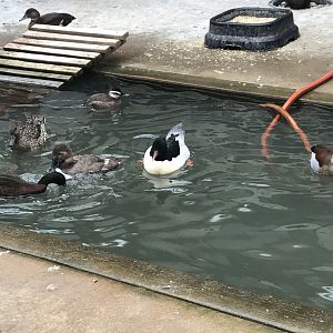 Unidentified Waterfowl