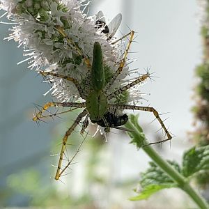 Green Lynx Spider (Peucetia viridans) enjoying a meal
