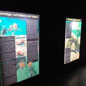 Leafcutter ant signae -TerraNatura Benidorm (2021)