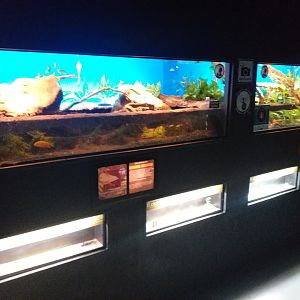 Leafcutter ant, African giant land snail and African bullfrog exhibit -TerraNatura Benidorm (2021)