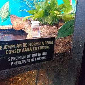 Specimen of queen ant preserved in formol -TerraNatura Benidorm (2021)