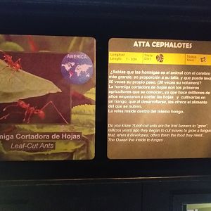 Leafcutter ant sign -TerraNatura Benidorm (2021)