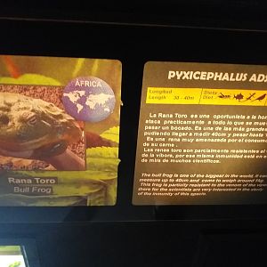 African bullfrog sign -TerraNatura Benidorm (2021)