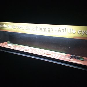 Cycle of life -TerraNatura Benidorm (2021)