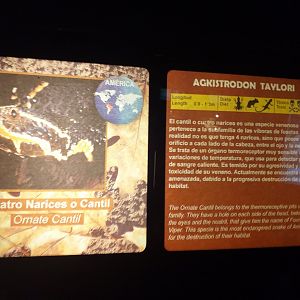 Taylor's moccasin sign -TerraNatura Benidorm (2021)